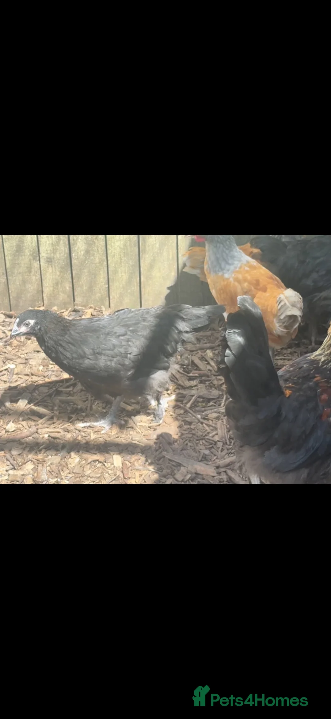 Chickens poultry for sale: Black copper Maran pullets  - Advert 2