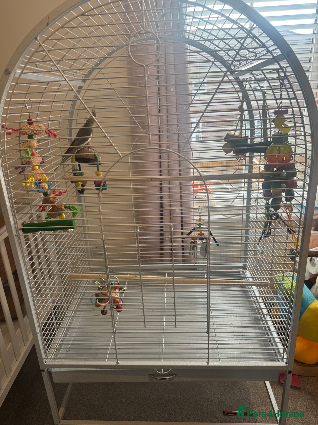 Cockatiels birds for sale: 4month old cockatiel with cage toys etc  - Image 1