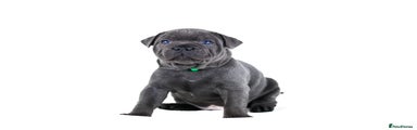 Staffordshire Bull Terrier Puppy 4