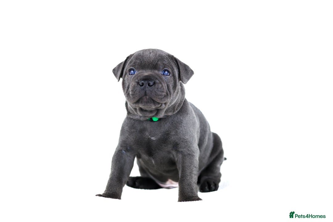 Staffordshire Bull Terrier dogs for sale: 💙KC Staffordshire Bull Terrier puppies 💙 - Advert 23