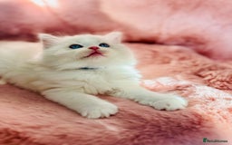 Ragdoll cats for sale: DNA Tested Charming Ragdoll Kittens - Advert 4