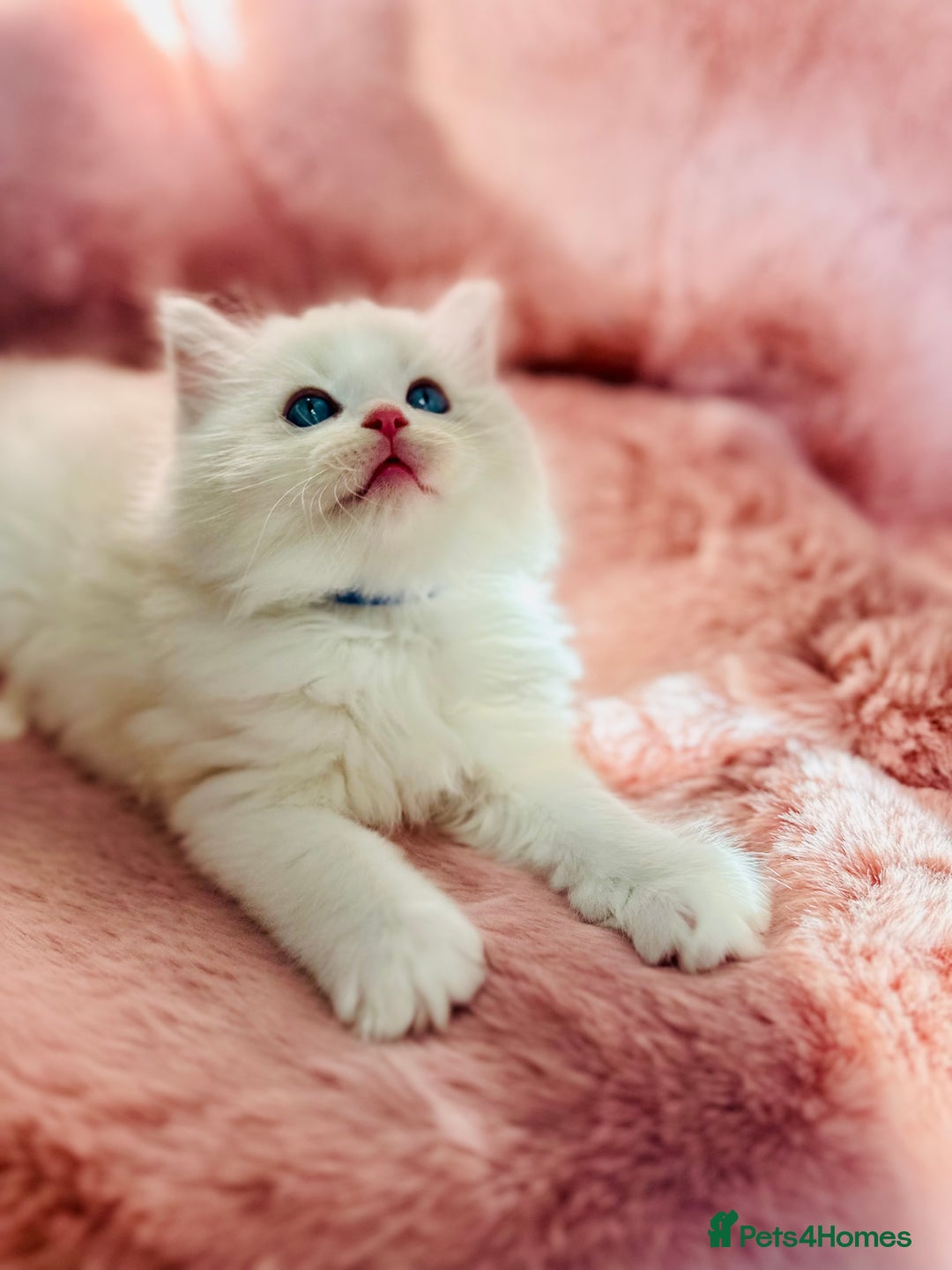 Ragdoll cats for sale: DNA Tested Charming Ragdoll Kittens - Advert 4