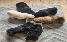 Chow Chow dogs for sale: Chow chow puppies  - Image 17