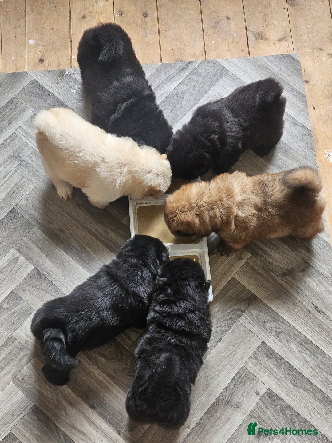 Chow Chow dogs for sale: Chow chow puppies  - Image 17
