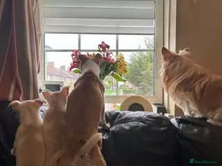 Chihuahua dogs Two beautiful boy chihuahua puppies ready to go - Advert 15