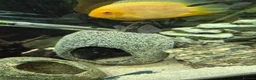 Other/Mixed Breed fish for sale: Tank and fish for sale can be sold separate pm me in Leeds - Advert 4
