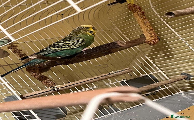 Budgerigars birds Budgie  - Advert 2