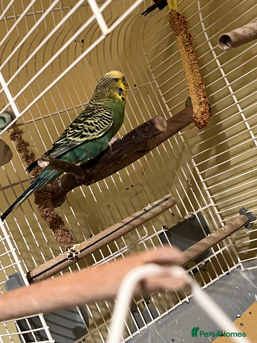 Budgerigars birds for sale: Budgie  - Advert 1