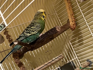 Budgerigars birds for sale: Budgie - Advert 1