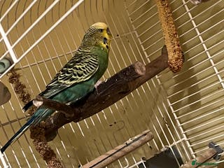 Budgerigars birds Budgie - Advert 3