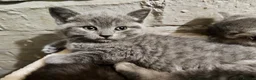 British Shorthair cats for sale: BRITISH SHORTHAIR KITTENS GCCF REGISTERED - Advert 12