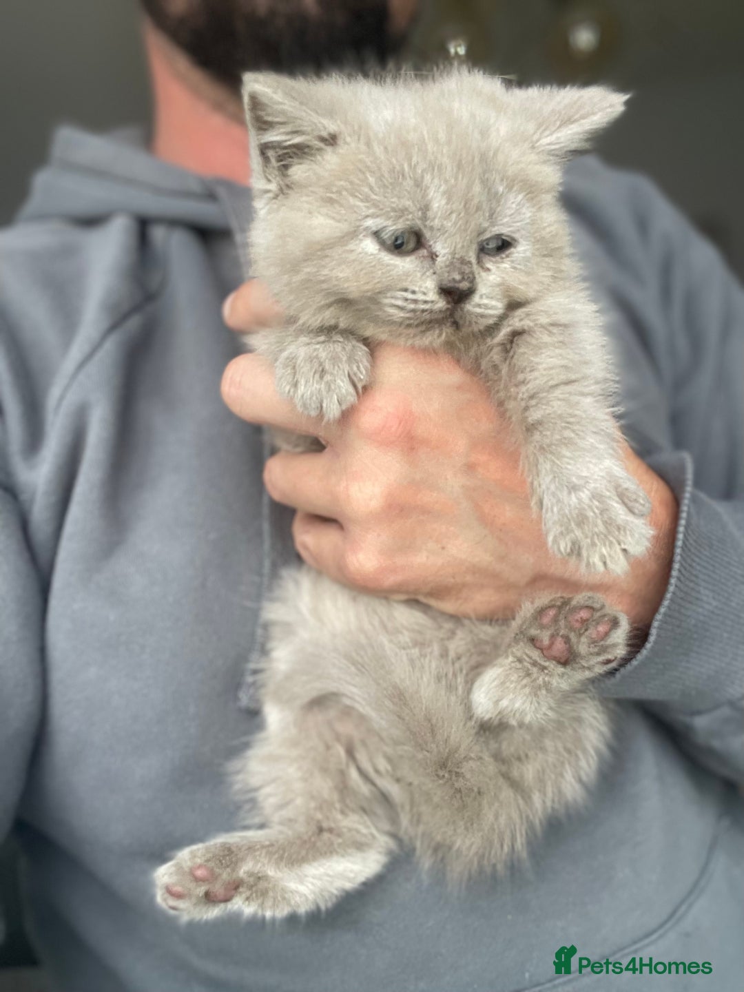 Scottish Fold cats for sale: Beautiful scotish fold straight ear kittens 🐱 ❤️ in Altrincham - Image 4
