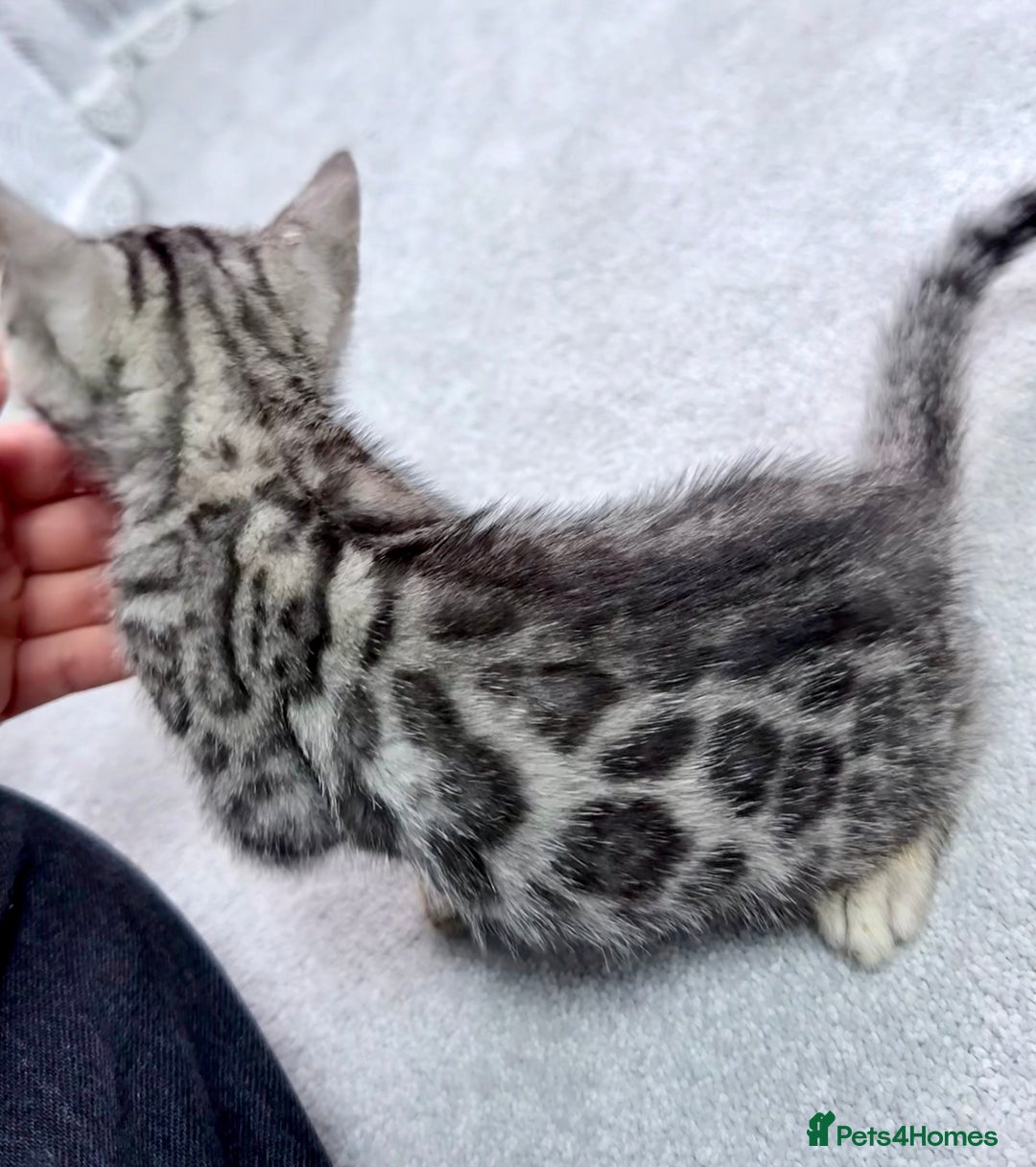 Bengal cats for sale: kittens - Advert 8