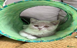 British Shorthair cats for sale: GGCF registered lilac bi kittens available  - Image 11