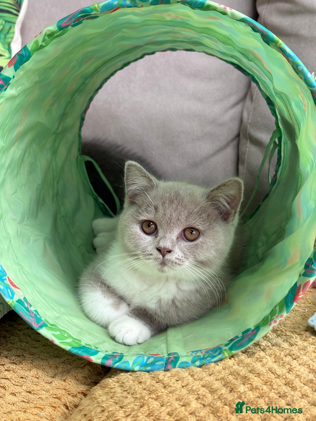 British Shorthair cats for sale: GGCF registered lilac bi kittens available  - Image 11