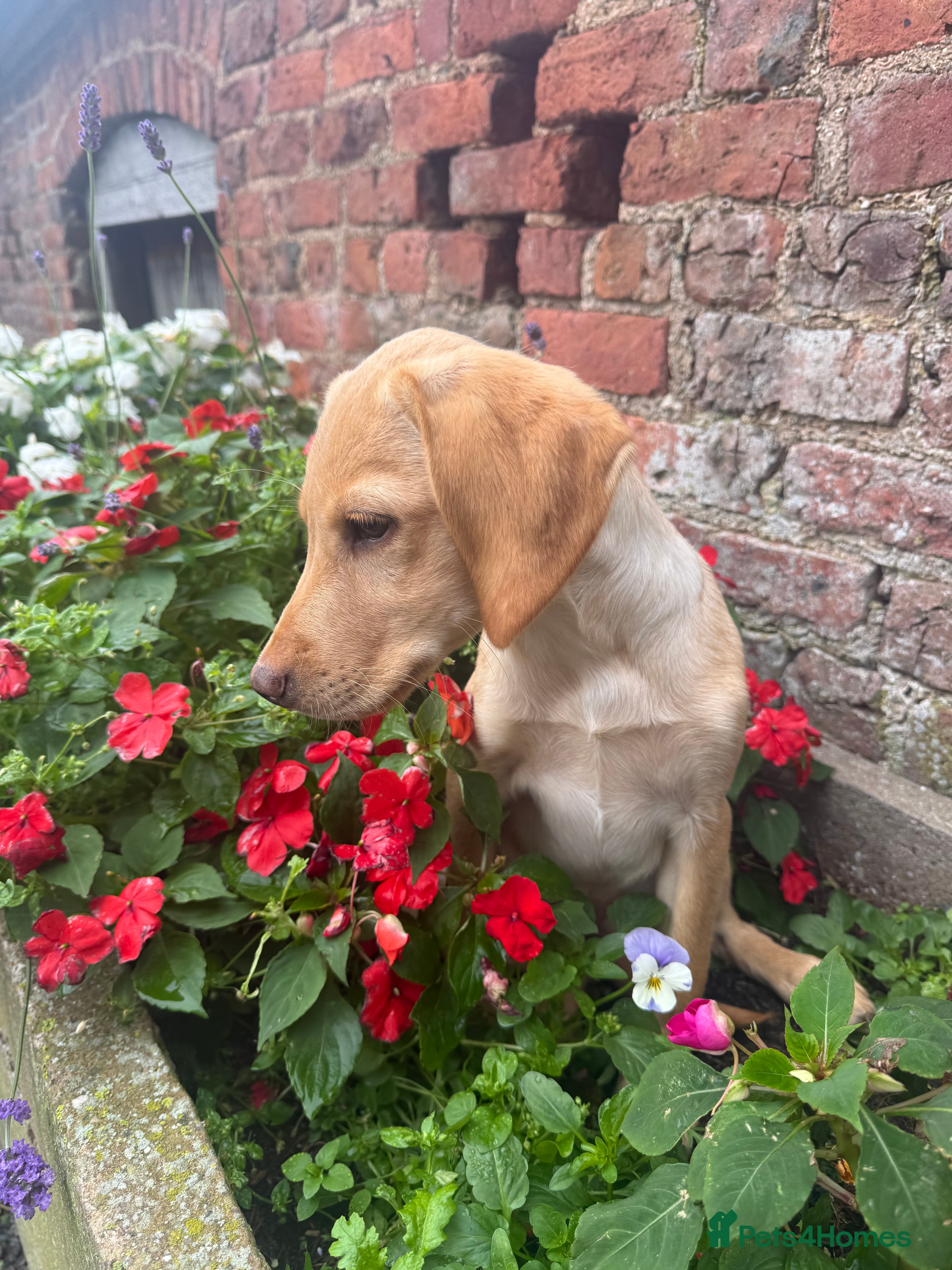 Labrador Retriever dogs Fox red & Yellow Labrador Puppies  - Advert 2