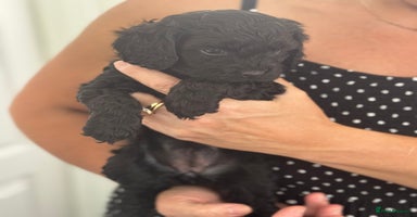 Cavapoo dogs - Advert 7
