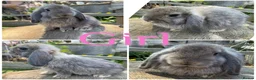 Mini Lop rabbits for sale: Baby Mini Lops Bunny Rabbits For Sale 8 Weeks  - Advert 4