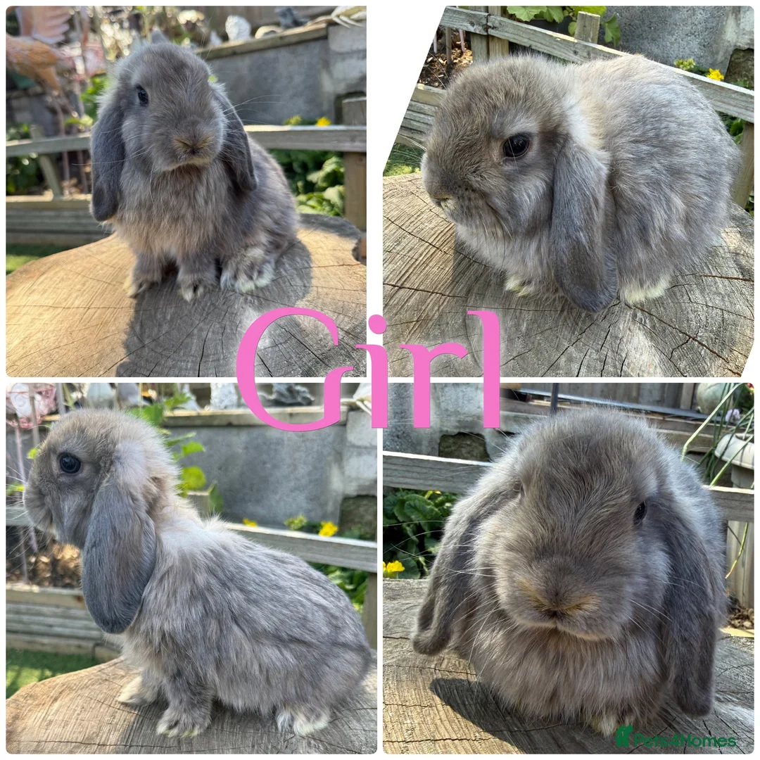 Mini Lop rabbits for sale: Baby Mini Lops Bunny Rabbits For Sale 8 Weeks  - Advert 4