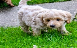 Cockapoo dogs for sale: Fantastic f1b toy cockapoo puppies  - Image 3