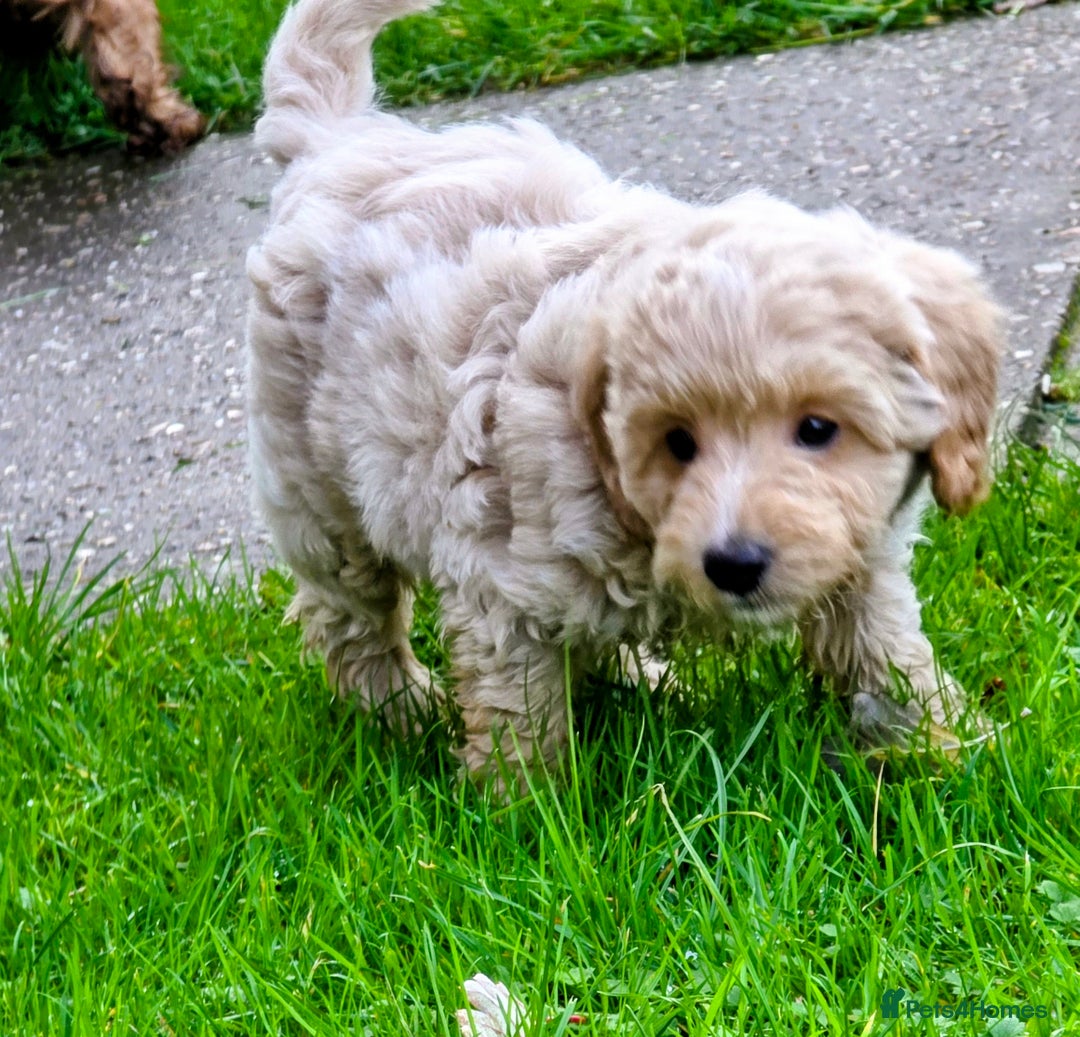 Cockapoo dogs for sale: Fantastic f1b toy cockapoo puppies  - Image 3