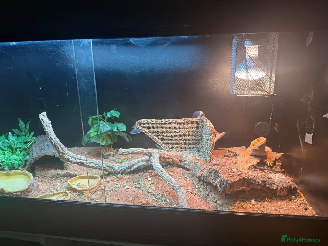 Bearded Dragon reptiles for sale: Relocation  - Advert 2
