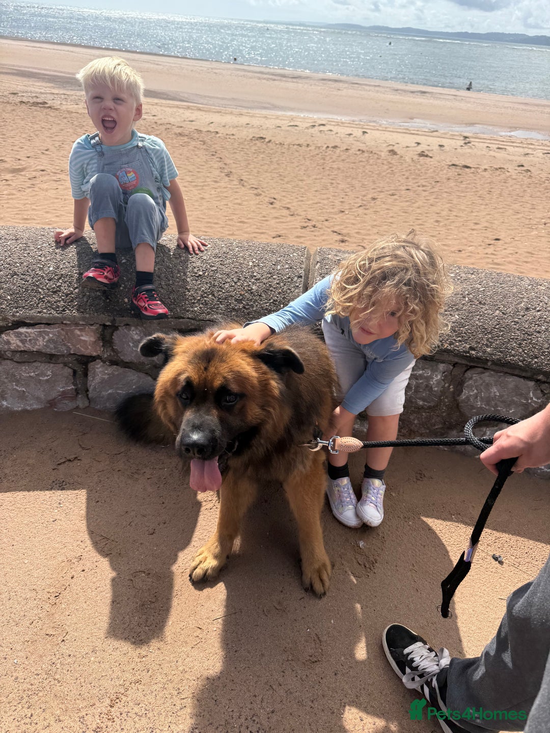 Mixed Breed dogs for sale: Amazing Timmy for rehoming - Image 2