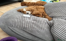 Cavapoo dogs for sale: Mr cavapoo F1B  - Image 17