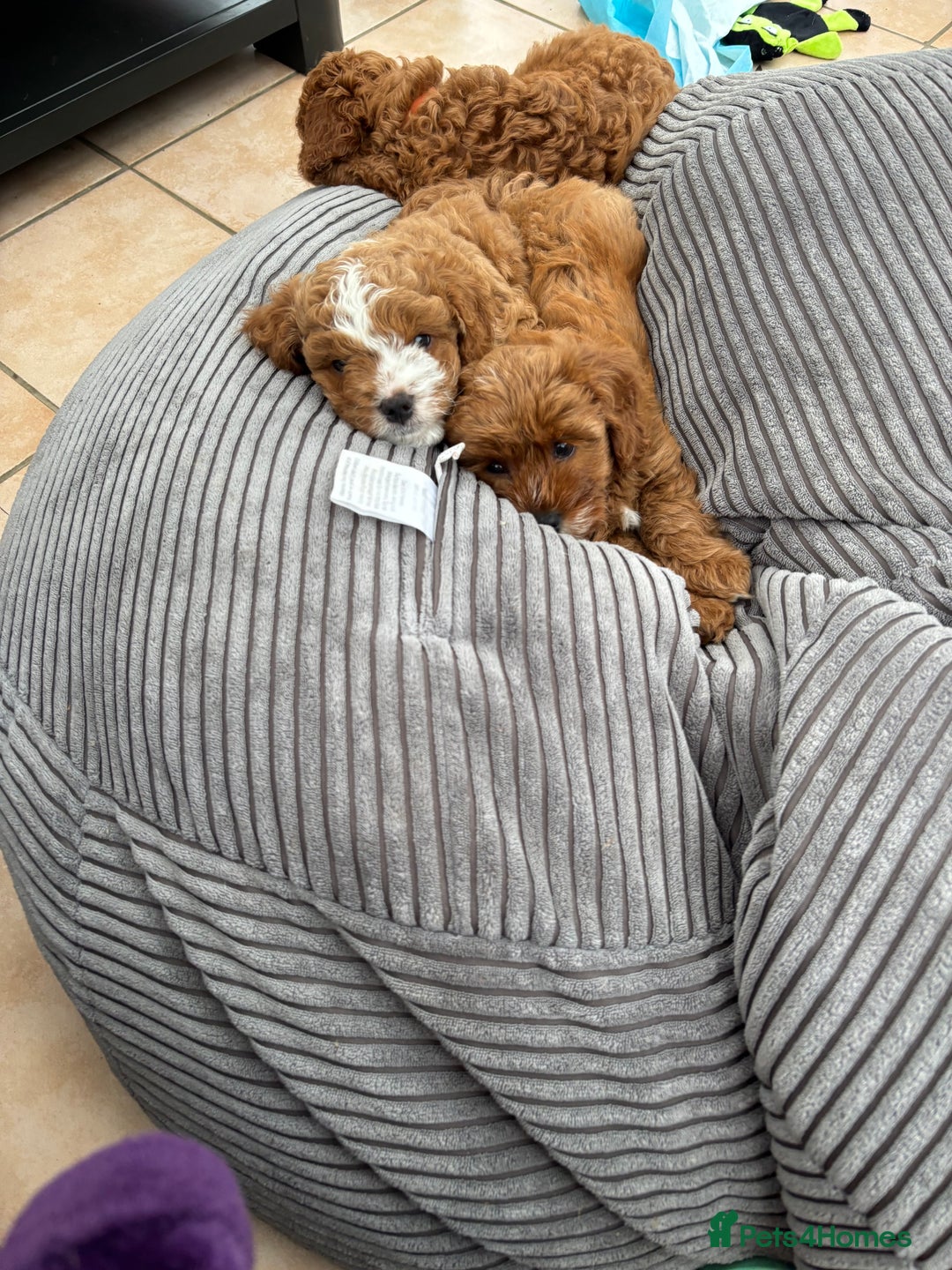 Cavapoo dogs for sale: Mr cavapoo F1B  - Image 17
