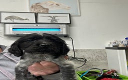 Cocker Spaniel dogs for sale: Kc reg. blue roan cocker dog left. Ready  - Image 1