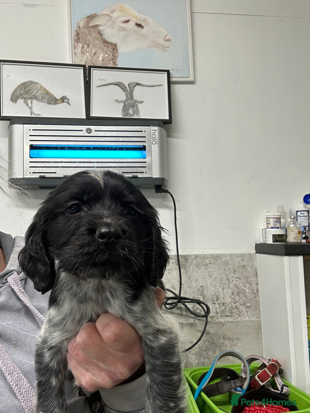 Cocker Spaniel dogs for sale: Kc reg. blue roan cocker dog left. Ready  - Image 1