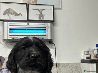 Cocker Spaniel dogs - Advert 29