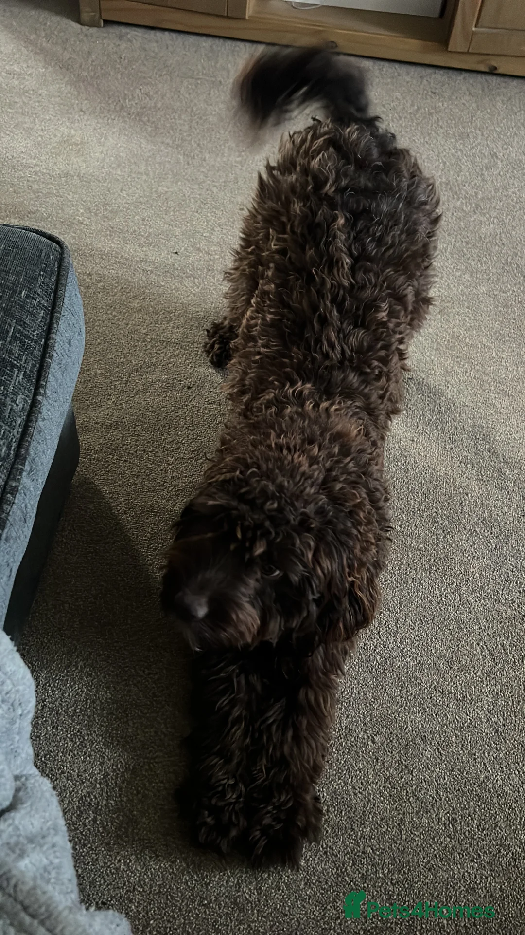 Cockapoo dogs for sale: cockapoos for rehoming. 16 months  - Advert 8