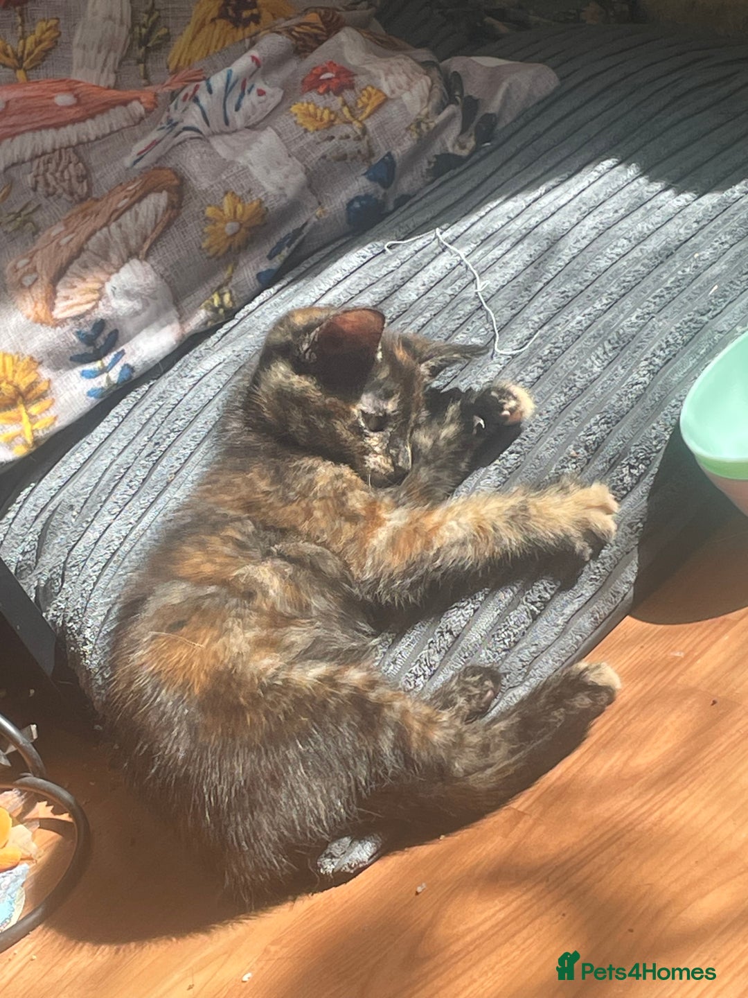 Mixed Breed cats for sale: 1 Gorgeous Tortoiseshell Left! - Image 2