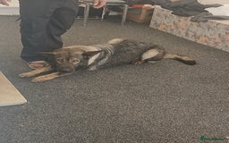 Belgian Shepherd Dog dogs for sale: Coco a belgian shepherd dog - Image 3