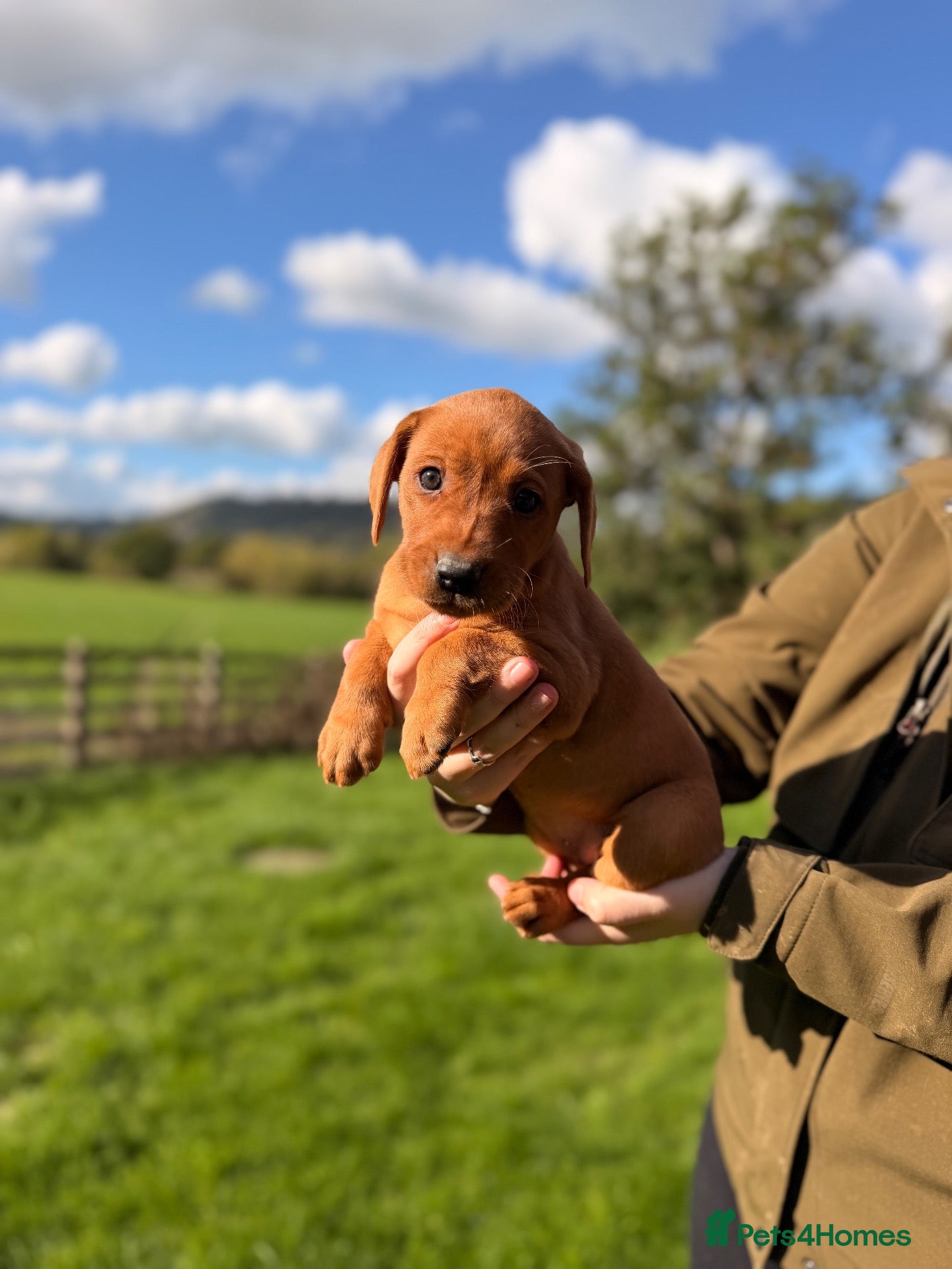 Labrador Retriever dogs Stunning litter of lab puppies for new homes🏡💙🩷 - Advert 1