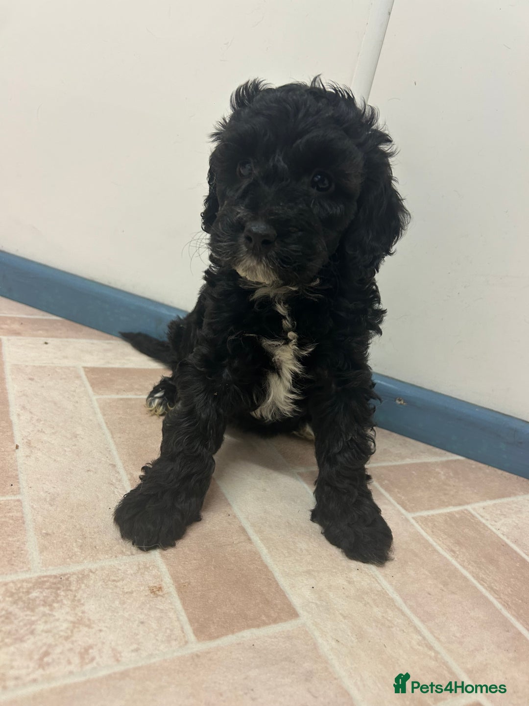 Cockapoo dogs for sale: Cockapoos ready now  - Advert 10