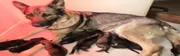 German Shepherd dogs for sale: German shepherd puppies  in Kilmarnock - Advert 11