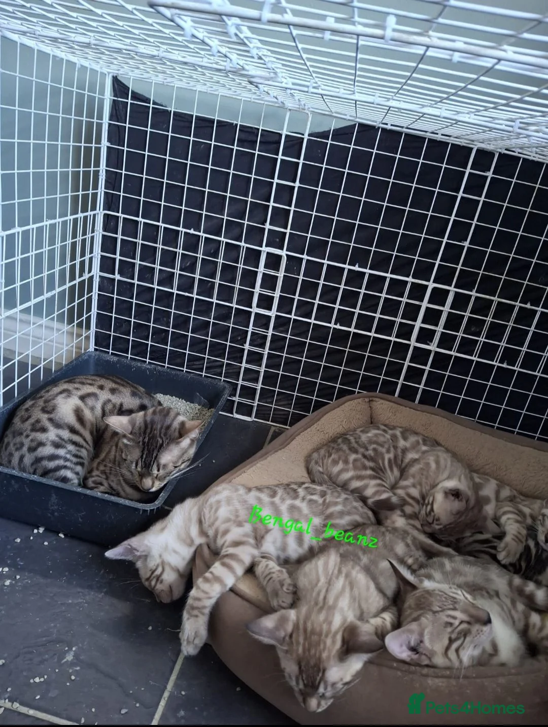 Bengal cats for sale: Snow mink bengals ready now - Advert 2