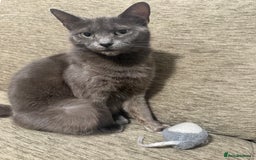 Russian Blue cats for sale: 🐾 Meet Lili – our sweet Russian Blue cat 🐾 - Image 4