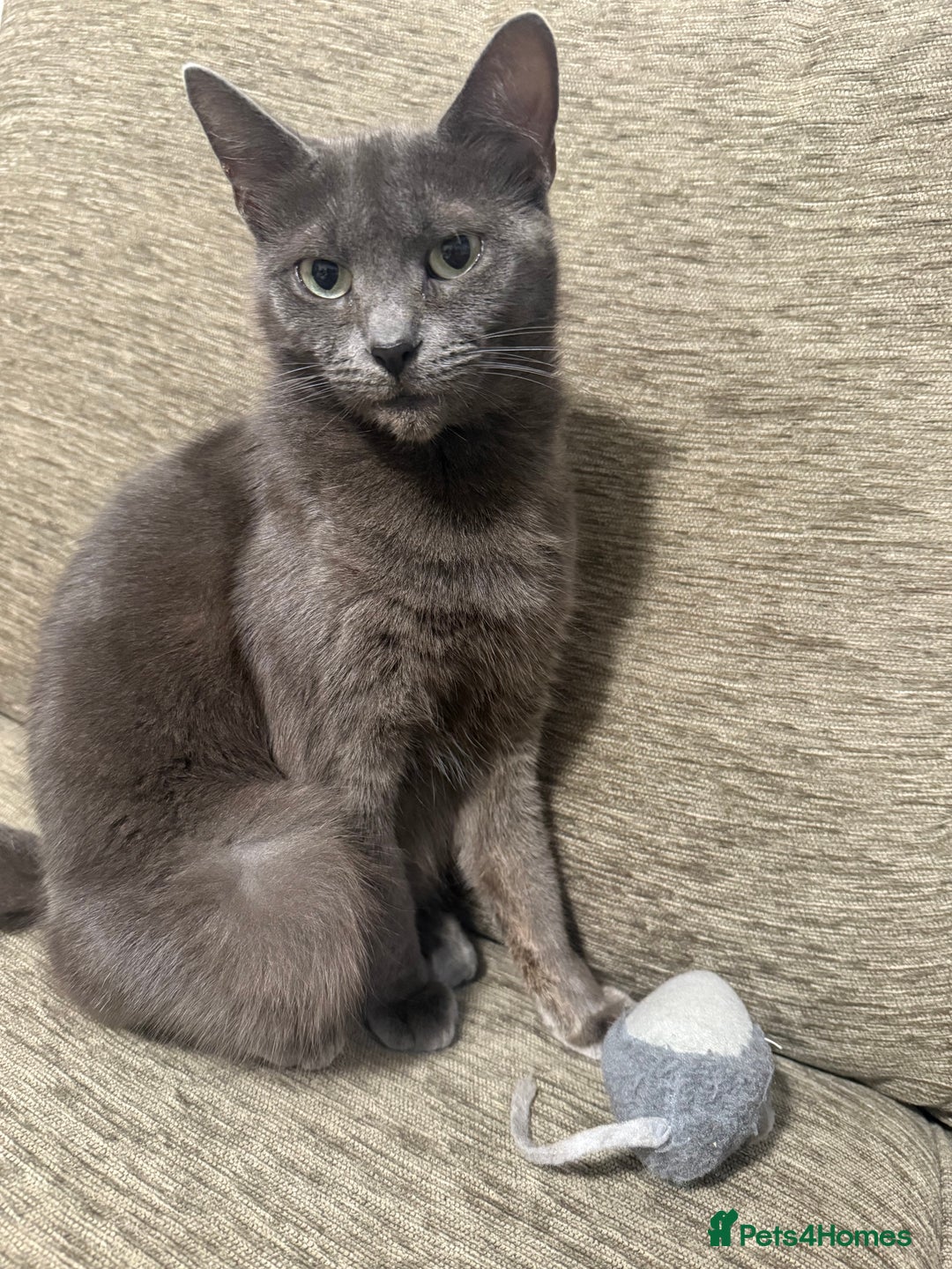 Russian Blue cats for sale: 🐾 Meet Lili – our sweet Russian Blue cat 🐾 - Image 4