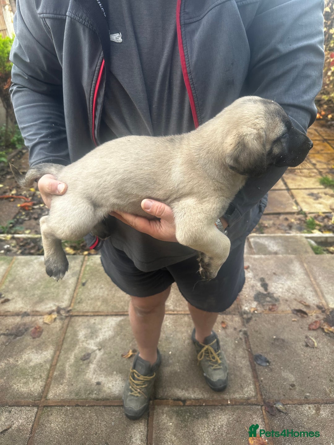 Turkish Kangal dogs for sale: TURKISH KANGAL PUPPIES  - Image 9