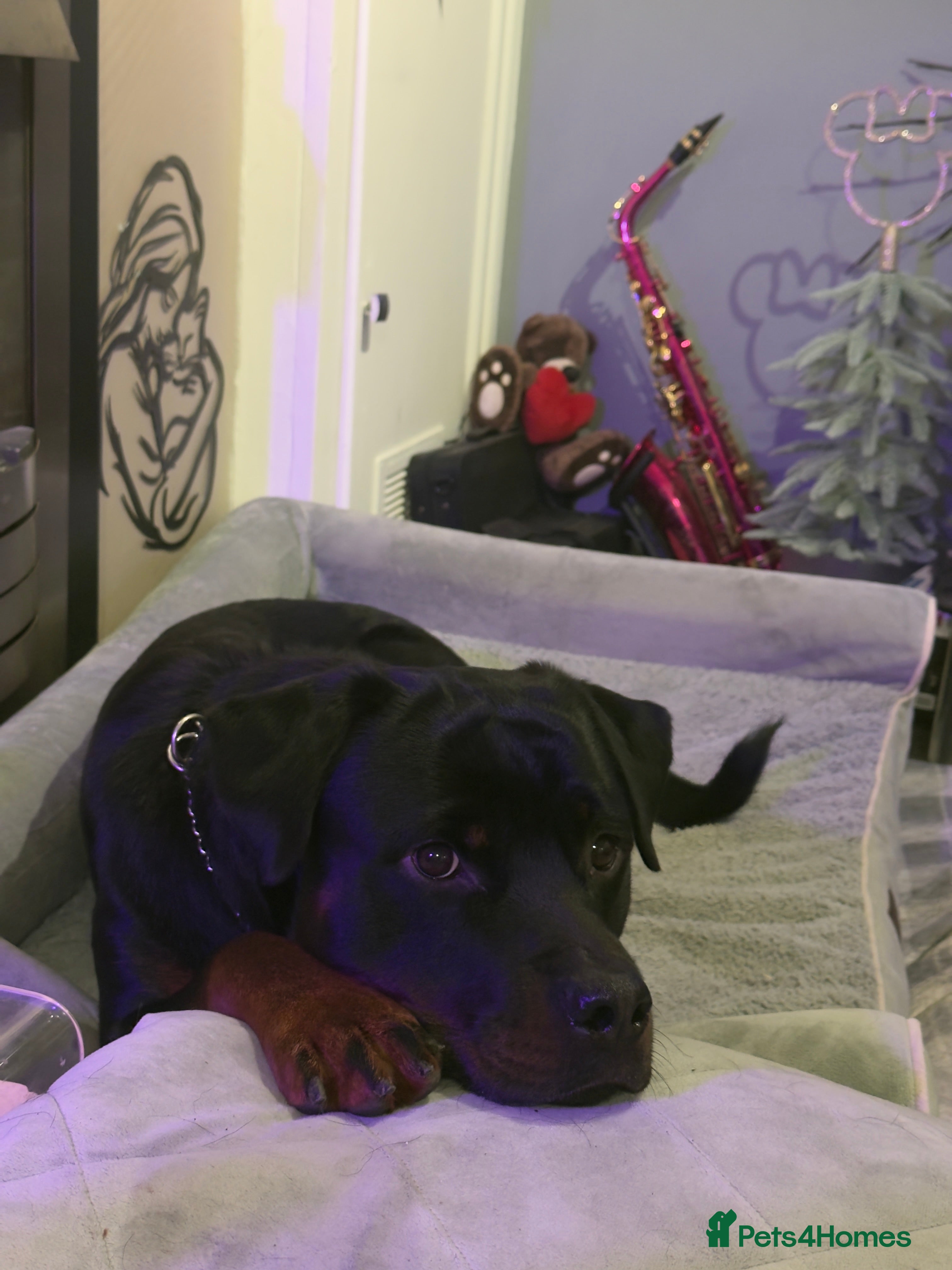 Rottweiler dogs Rottweiler boy - sad rehome - Advert 2