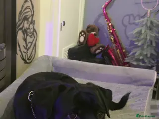 Rottweiler dogs Rottweiler boy - sad rehome - Advert 2