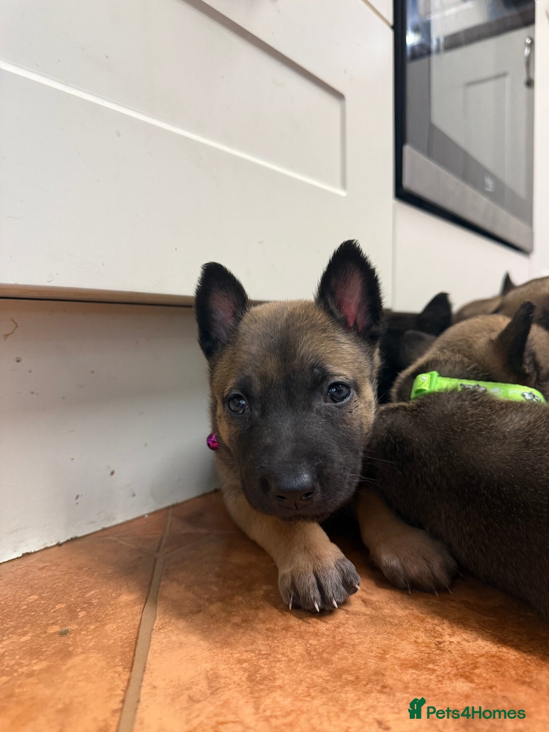 Belgian Shepherd Dog dogs for sale: KC Registered & Health Tested Belgian Malinois - Advert 22