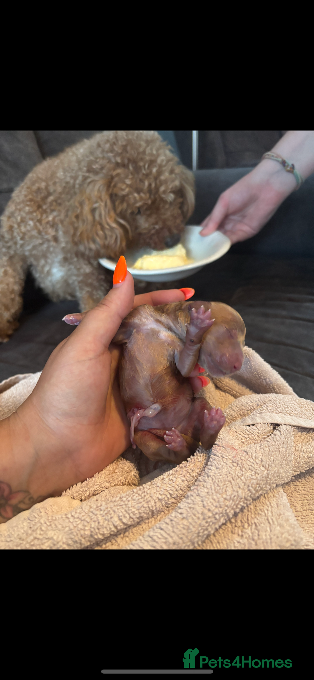 Poochon dogs for sale: Gorgeous litter of F1BB Poochons  - Image 3
