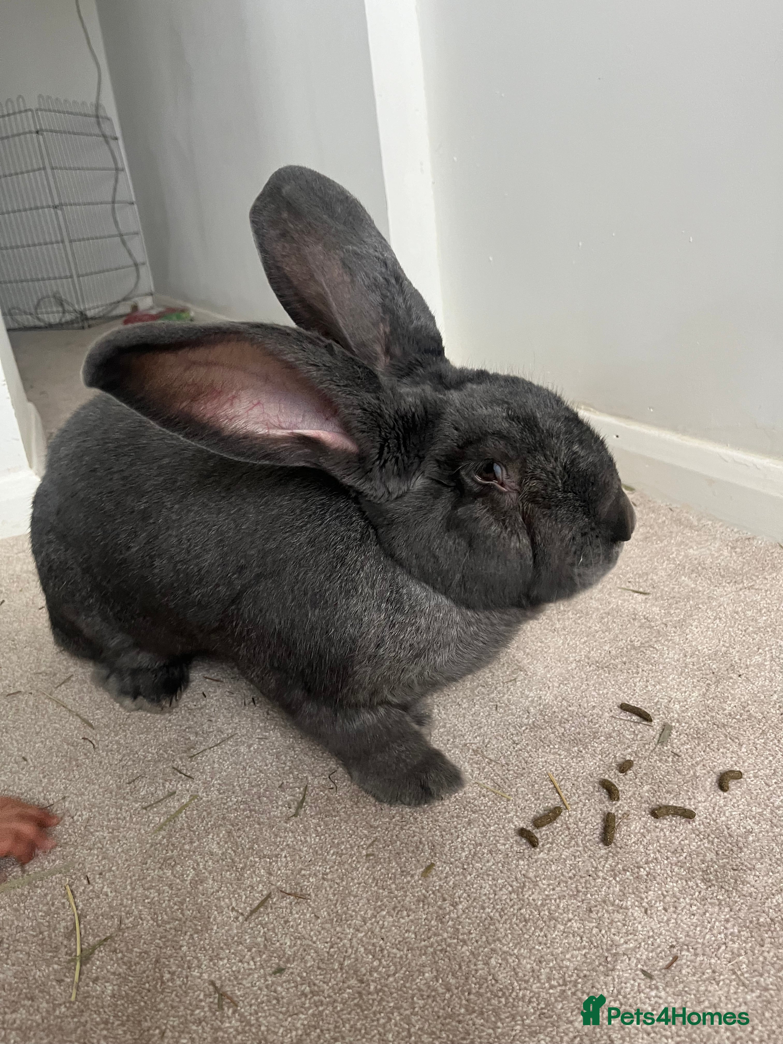 Continental Giant rabbits 3 year old steel blue continental giant - Advert 1