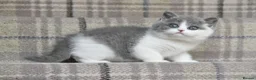 British Shorthair cats for sale: GCCF British Shorthair blue bi colour girl - Advert 11