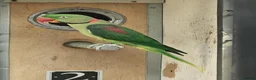 Mixed Breed birds for sale: Alexandraine  - Advert 14
