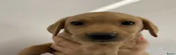 Labrador Retriever dogs for sale: Yellow Labrador Puppies For Sale - Advert 4